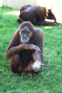 Close-up of monkey on grassy field