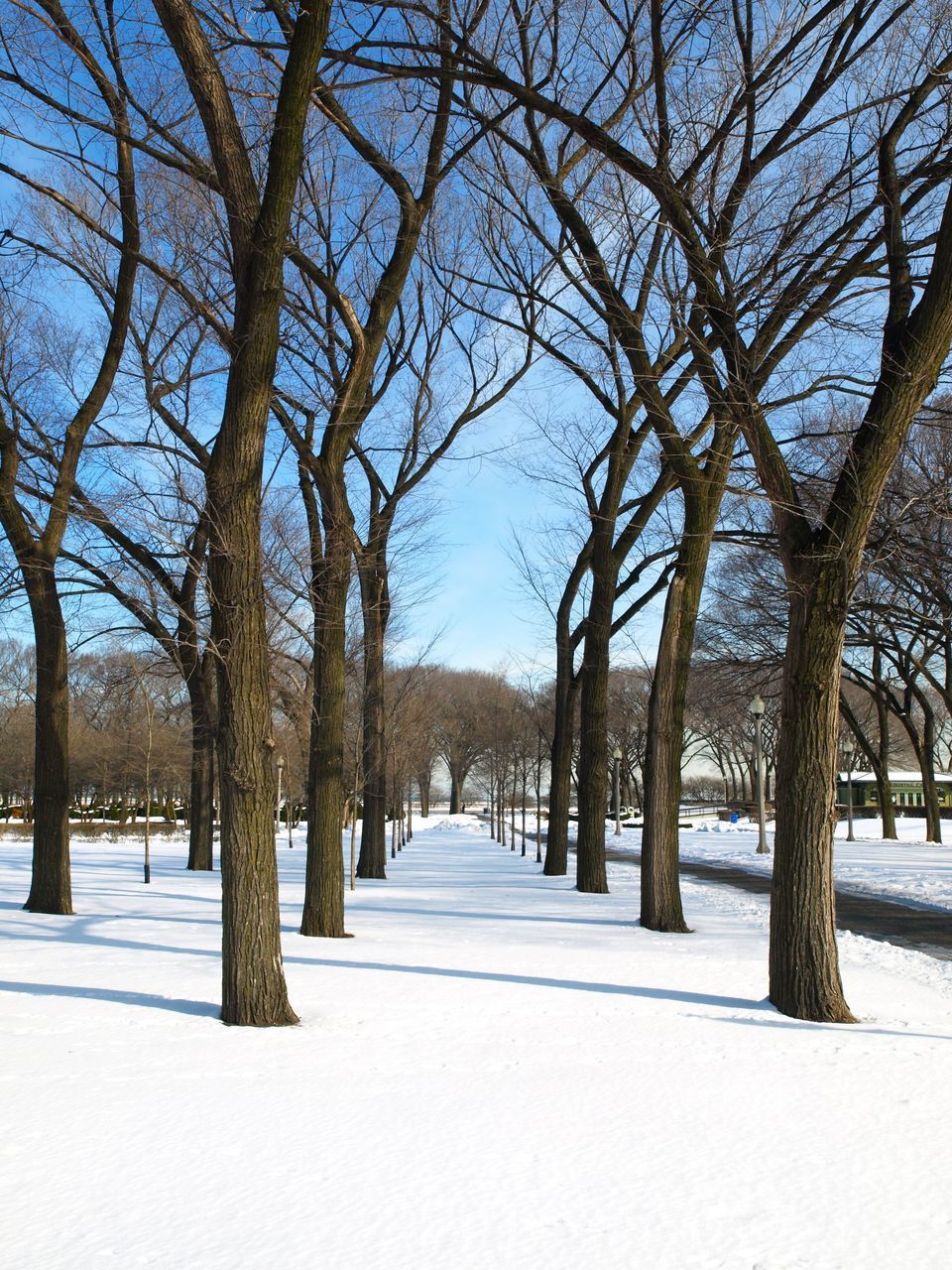 VIEW OF SNOW COVERED LAND AND TREES