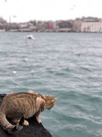 View of a cat on sea