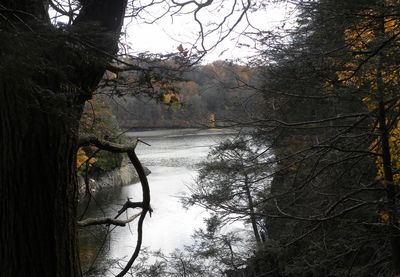 Bare trees by river in forest against sky