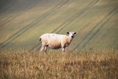 Side view of sheep standing on field