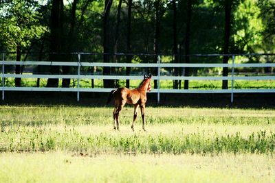 Horse on grass