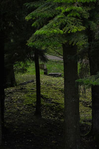 Trees in forest