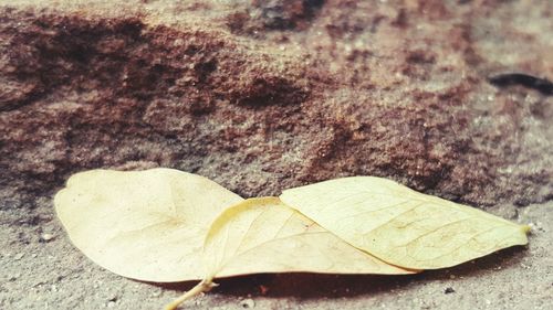 Close-up of dry leaves on ground