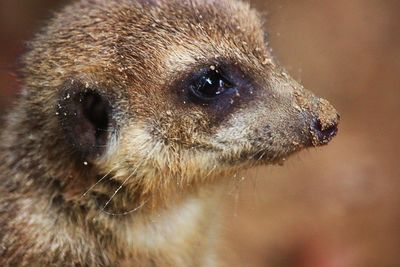 Close-up of meerkat