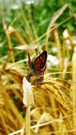 Close-up of butterfly on plant