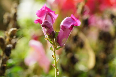 Close-up of pink flowering plant