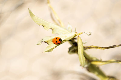 Close-up of ladybug on plant