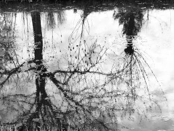 Reflection of trees in lake