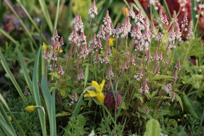 Close-up of flowers growing in field