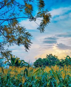 Low angle view of trees against sky