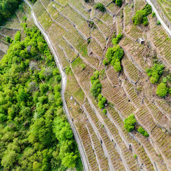 High angle view of agricultural field