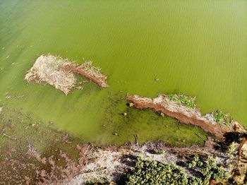 High angle view of plant on field by lake