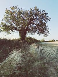 Tree on field against clear sky