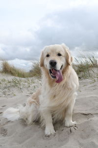 Portrait of dog sitting on sand