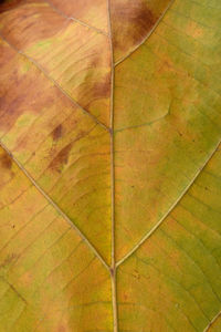 Full frame shot of tiled floor