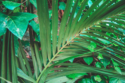 High angle view of green leaves on plant