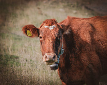 Portrait of cow on field