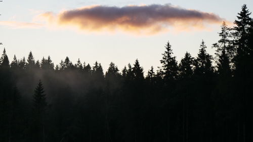 Panoramic view of pine trees against sky