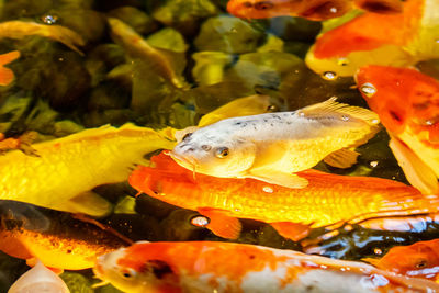 Close-up of fish in sea