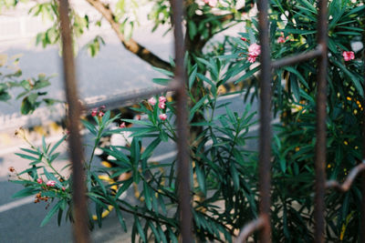 Close-up of plants against the road