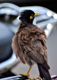 Close-up of a bird