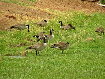 Ducks on field