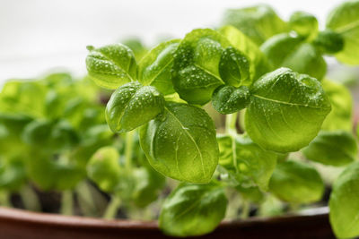 Close-up of plant