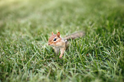 Cute small striped red brown chipmunk sitting in green grass. yellow ground squirrel chipmunk 
