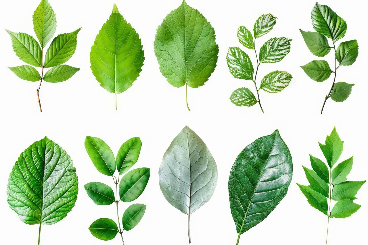 The beautiful green leaves are isolated on a white background in this collage Leaf Green White Object Plant Ficus Herbal Foliage Large Fresh Collage Eco Herb Organic Beautiful Texture Environment Healthy Garden Flora Summer Spring Ecology Herbarium Dew Pipal Nature Isolated Beauty Medicine Natural Botany Season  Environmental Droplet Backdrop Bright Brightly Freshness Nobody