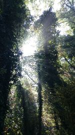 Low angle view of trees against sky