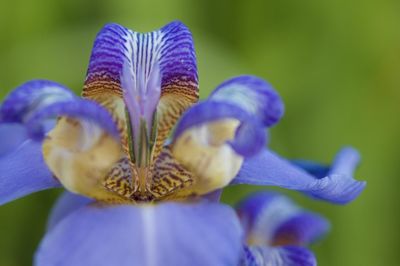 Close-up of purple flowering plant