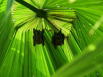 Close-up of palm leaves