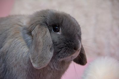 Close-up portrait of rabbit