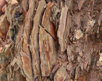 Full frame shot of tree trunk
