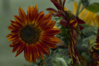 Close-up of sunflower on plant