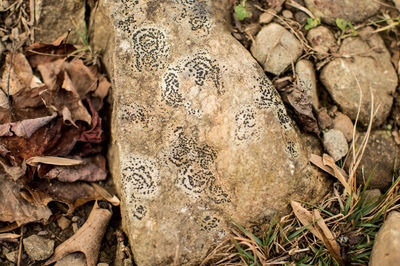 High angle view of dried leaves on field