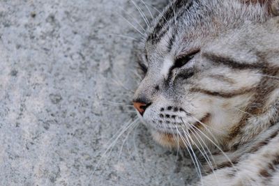 Close-up of a cat