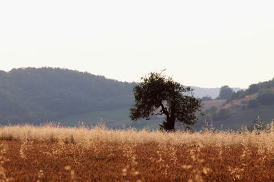 Trees on field against clear sky