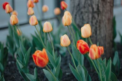 Close-up of orange tulips on field