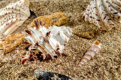 High angle view of woman holding seashells