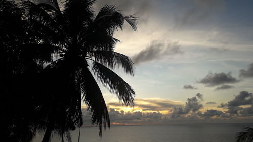 Silhouette palm tree by sea against sky at sunset