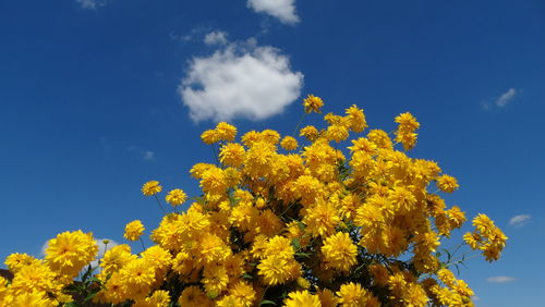 Low angle view of yellow flowers against sky