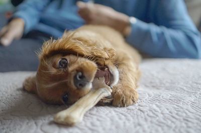 Close-up of dog lying on bed