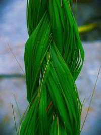 Close-up of fresh green leaves