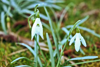 Close-up of white flowering plant