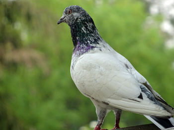 Close-up of bird perching outdoors