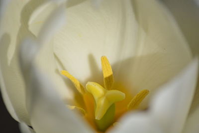 Close-up of white flower