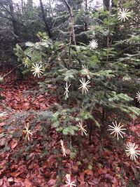 High angle view of trees growing in forest
