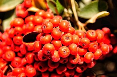 Close-up of cherries